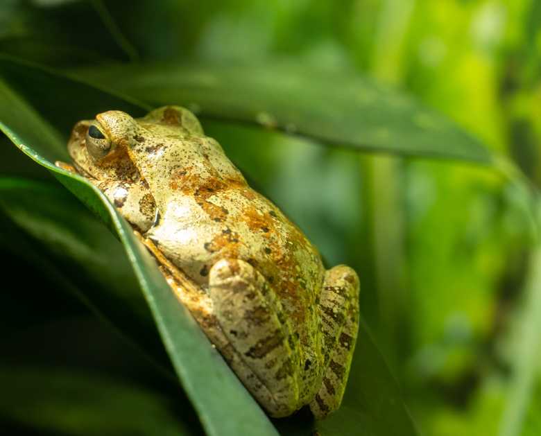 Charicatur Waving